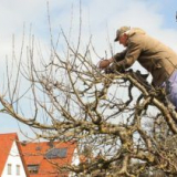 Ябълка на ябълка през есента с подробно описание